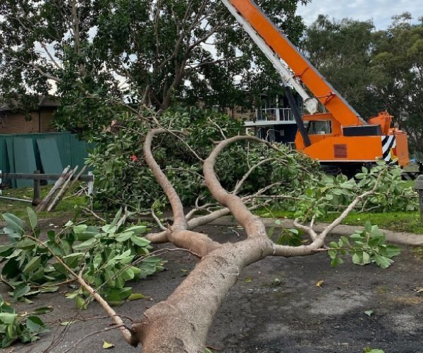 sydney tree felling
